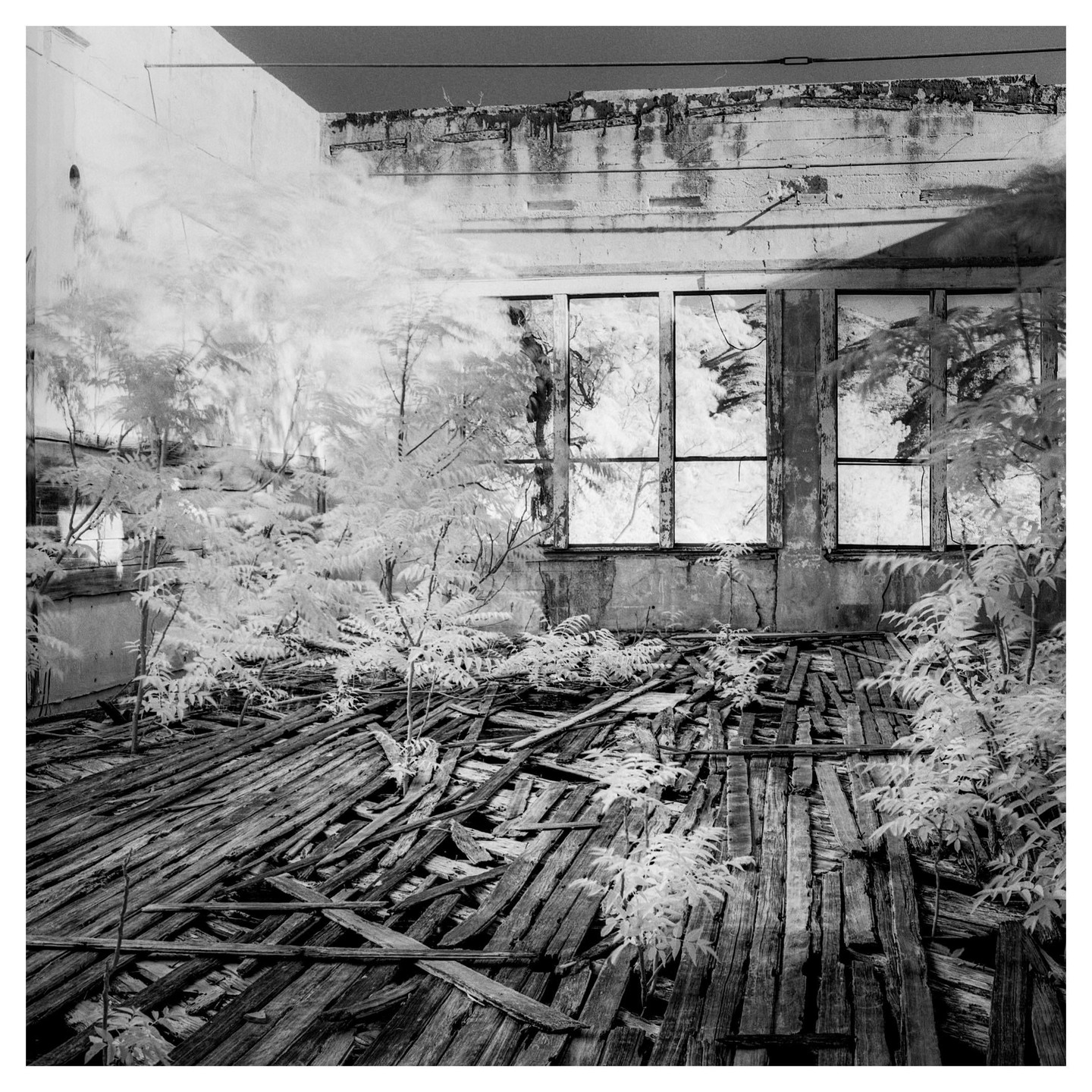 Plants grow through the broken wooden floorboards of an abandoned building with large windows.