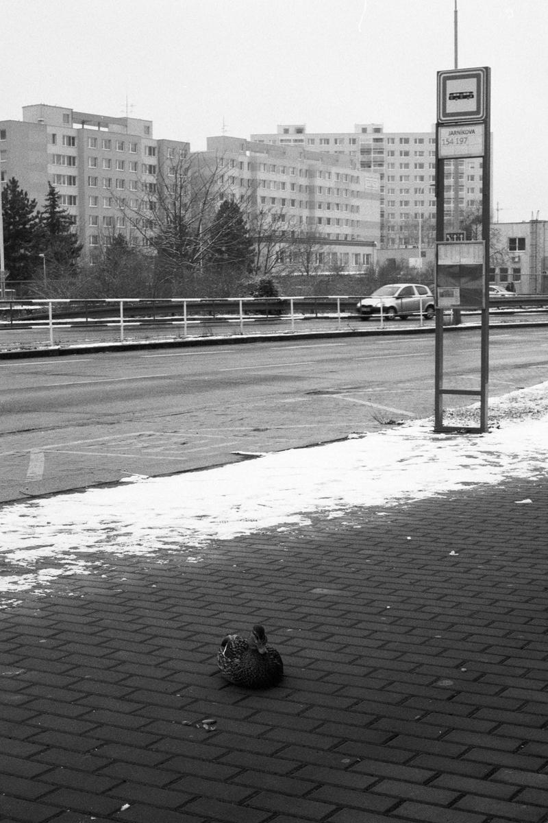 A duck sits on a brick sidewalk next to a street with a bus stop sign and buildings in the background.