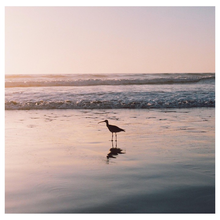 A bird stands on a wet beach with waves in the background at sunset.