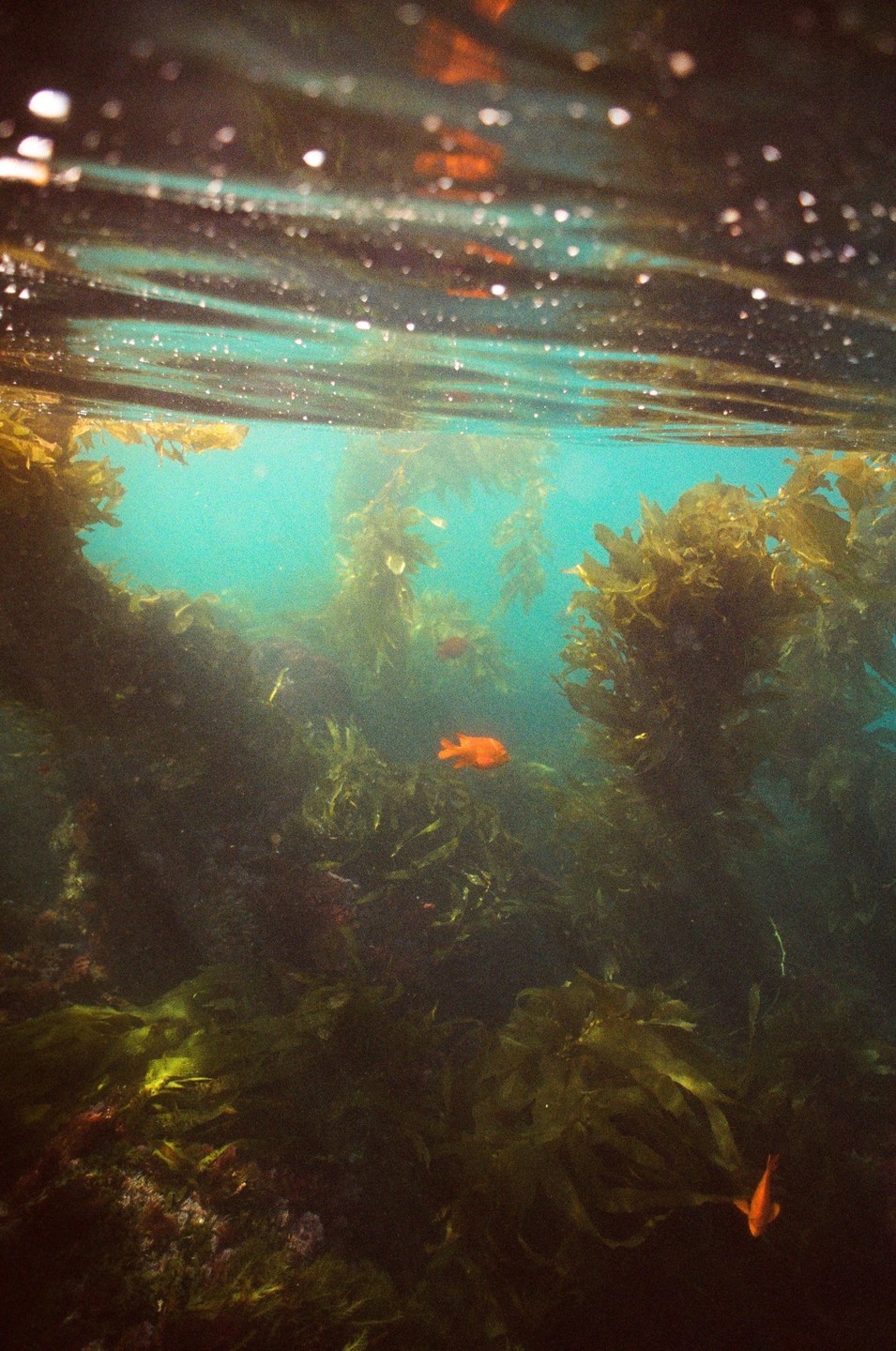 Two garibaldi fish swim among kelp plants underwater during golden hour.