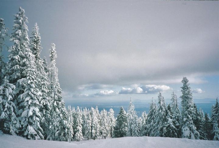 Snow-covered pine trees stand tall against a cloudy sky with a distant view of a city.