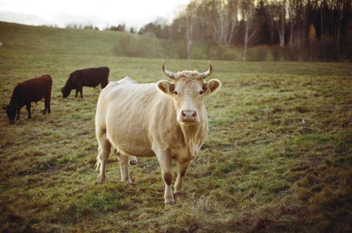 A light-colored cow with horns stands in a grassy field, looking at the viewer, with two darker cows grazing in the background.