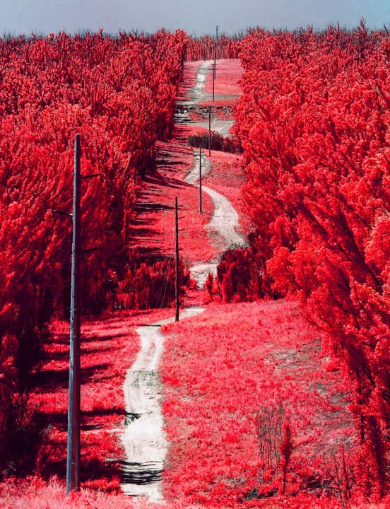 A winding dirt road leads through a forest of bright red trees with utility poles lining the path.
