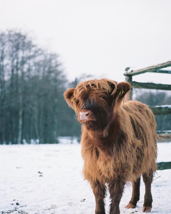 A shaggy brown calf stands in a snowy field with a wooden fence and trees in the background.