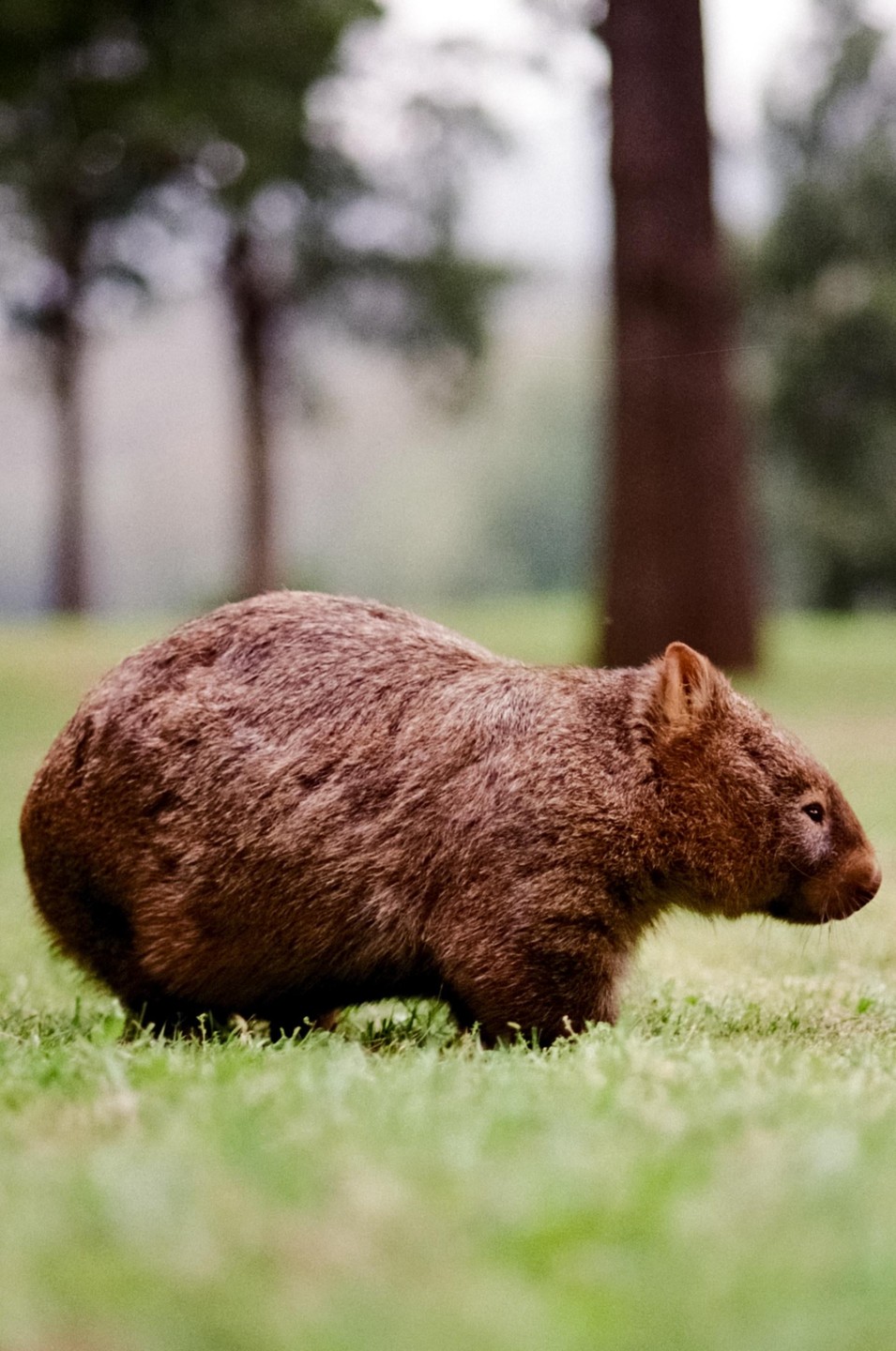 A wombat stands in green grass with trees in the background.