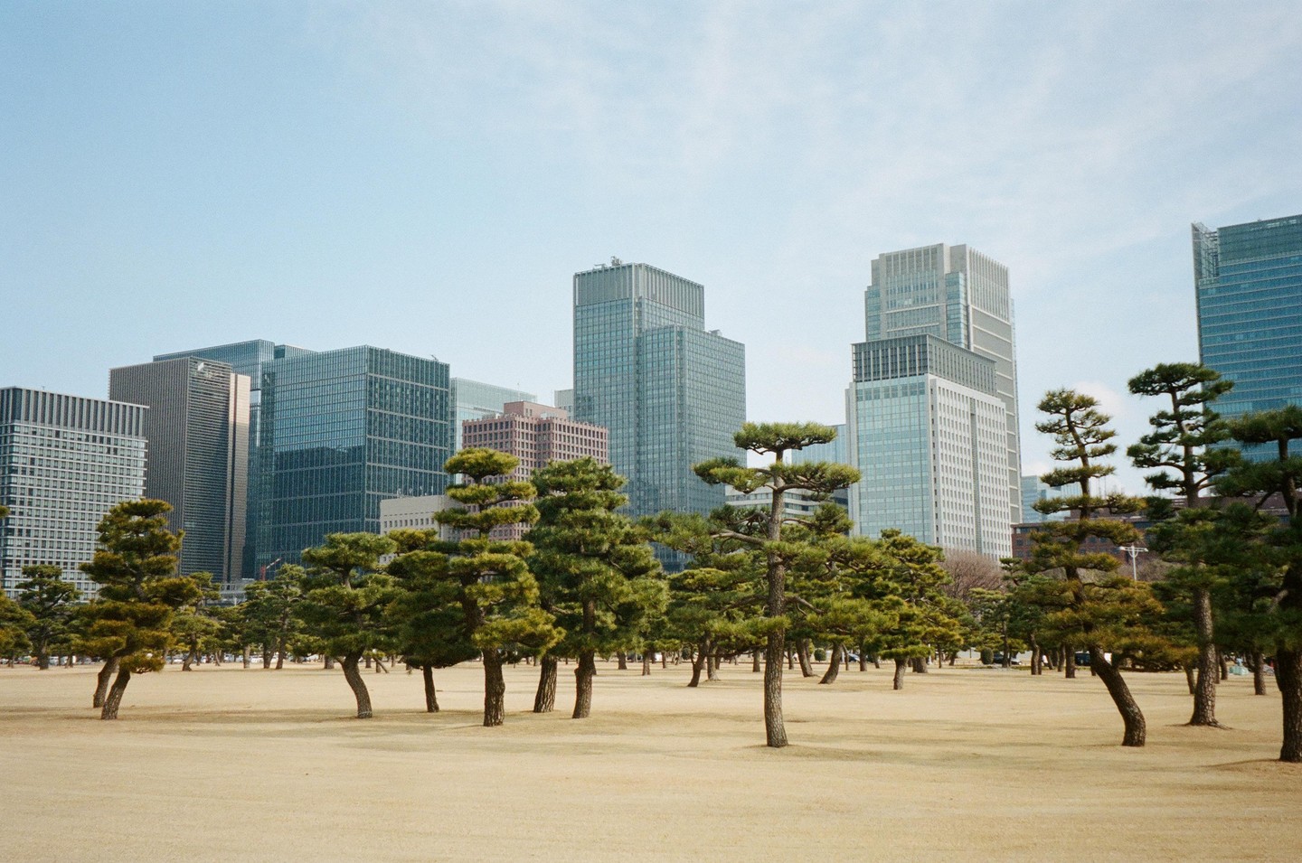 A park with many small trees and dry grass is in the foreground, with tall city buildings in the background.