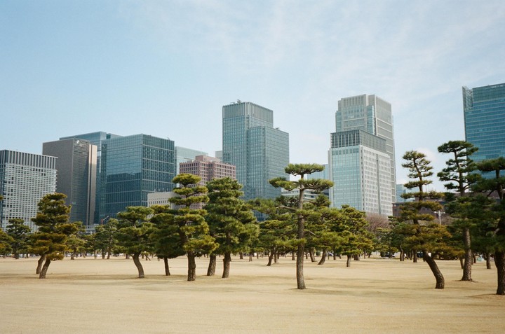 A park with many small trees and dry grass is in the foreground, with tall city buildings in the background.