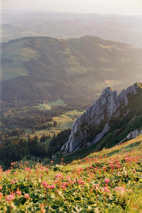 Pink flowers grow on a steep, grassy mountain slope overlooking a valley with forests and fields.