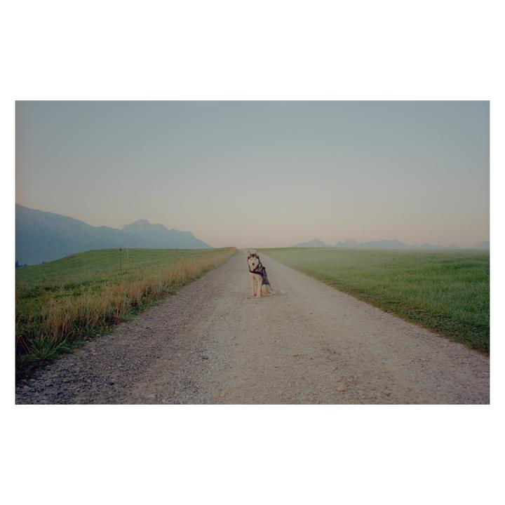 A dog sits on a gravel road between two grassy fields with mountains in the distance under a clear sky.