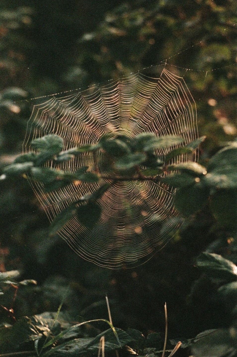A spiderweb is visible among green foliage, illuminated by golden light.