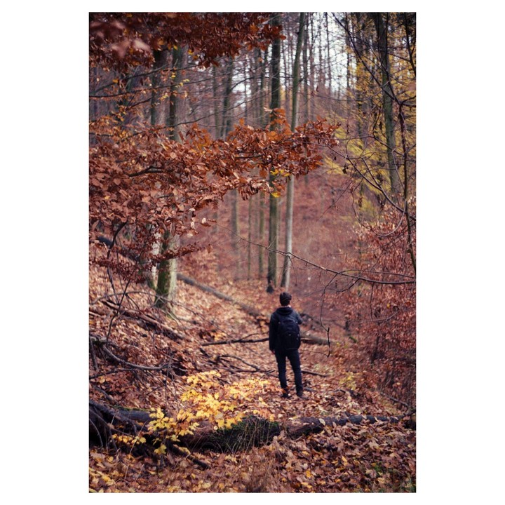 A person with a backpack stands in a forest filled with autumn leaves and trees.