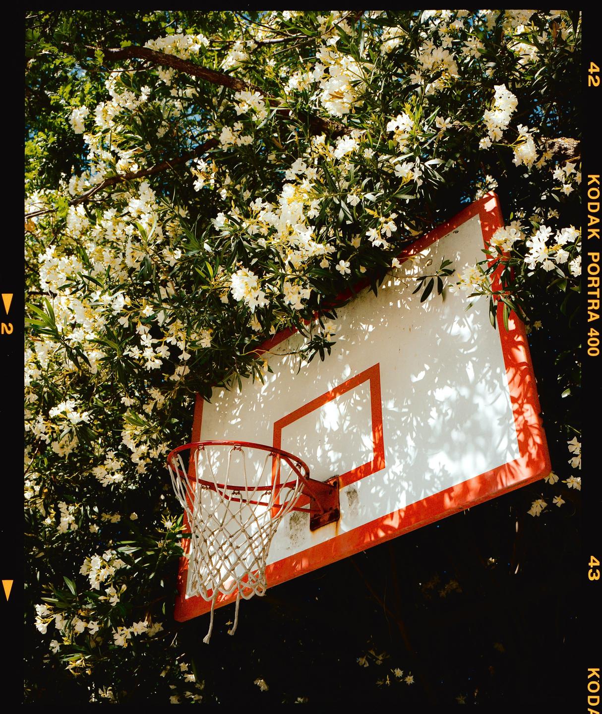 A basketball hoop and backboard are surrounded by a flowering tree.