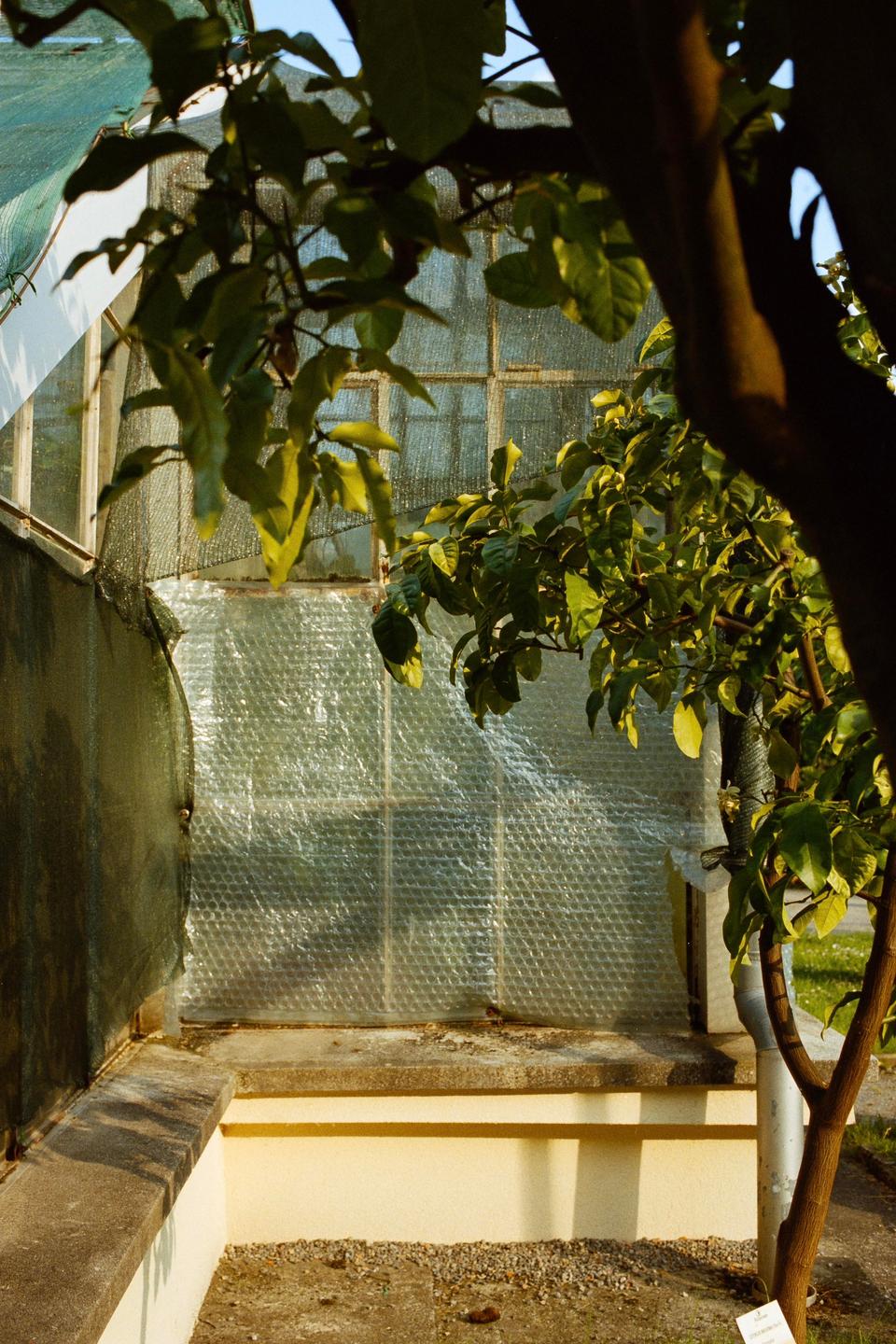 A greenhouse with bubble wrap covering its windows is partially obscured by the leaves and trunk of a tree.