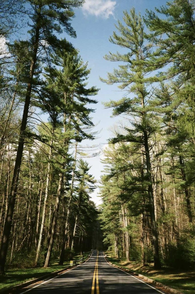 A road with a double yellow line runs through a forest of tall pine trees under a blue sky.