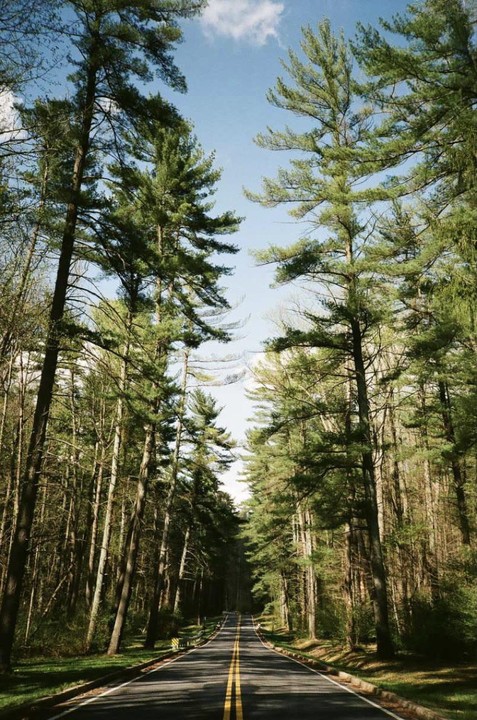 A road with a double yellow line runs through a forest of tall pine trees under a blue sky.