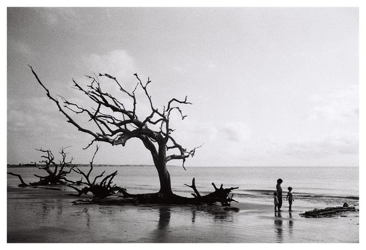 A woman and child stand on a wet beach next to a large driftwood tree with many bare branches.