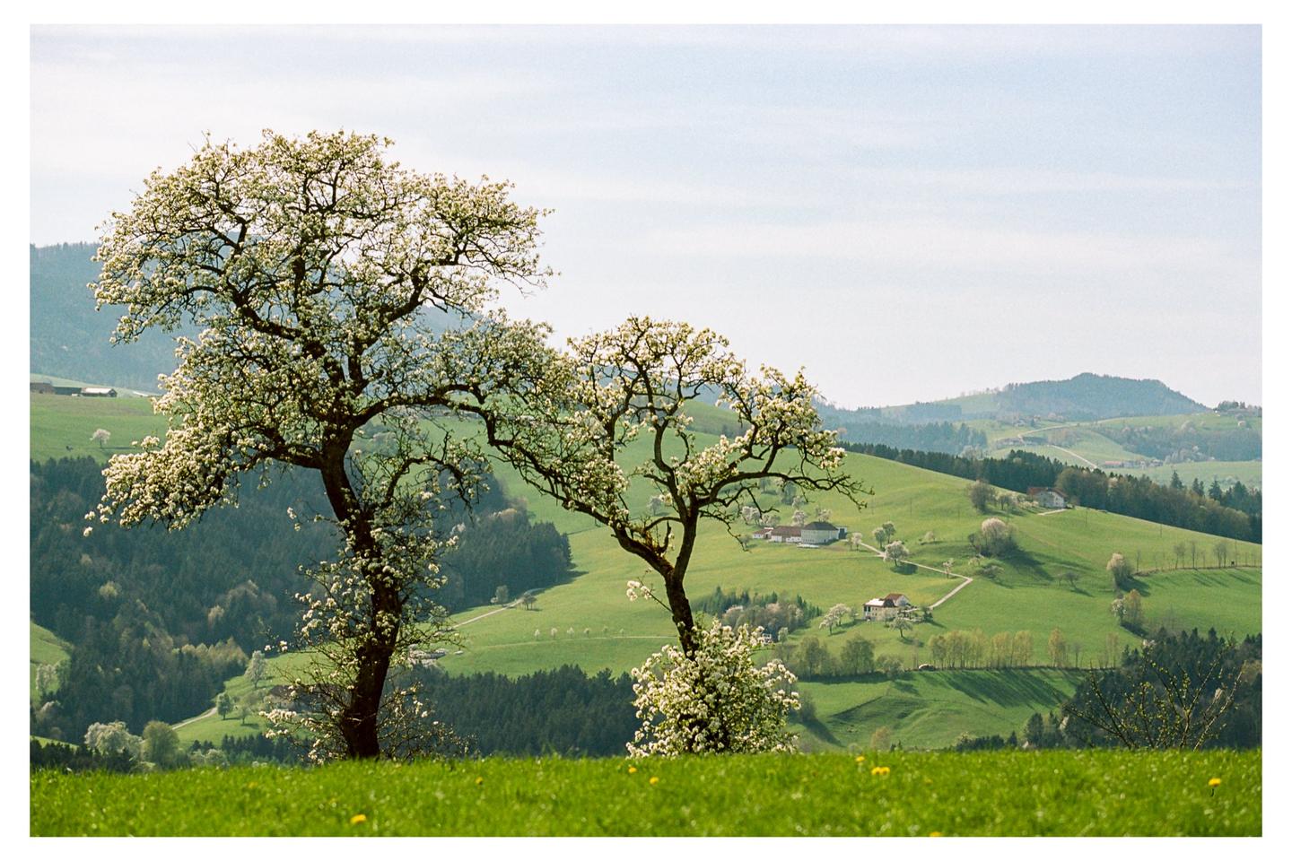 Two blossoming trees stand in a green field with rolling hills and houses in the background.