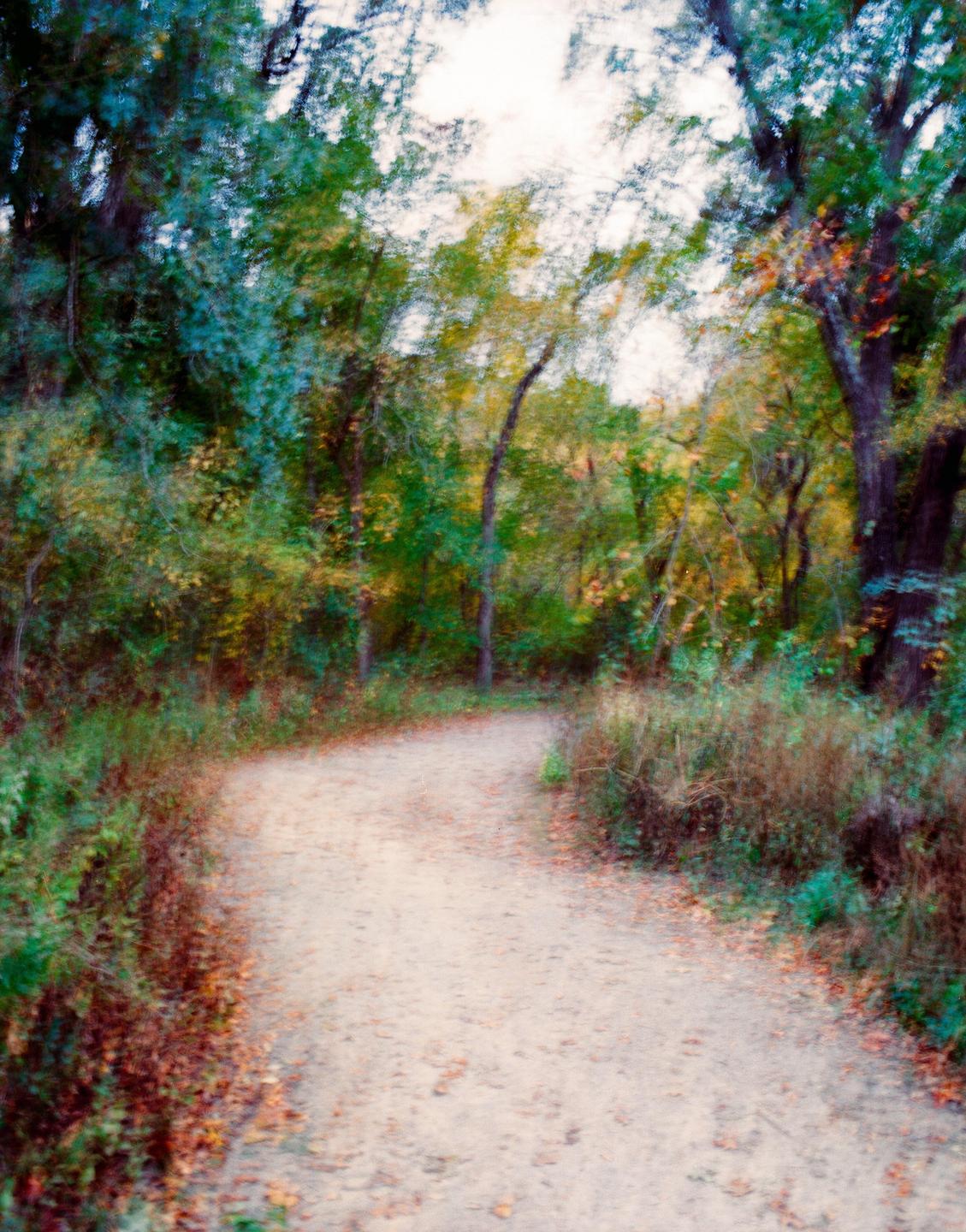 A blurry path winds through a forest with green and yellow foliage.