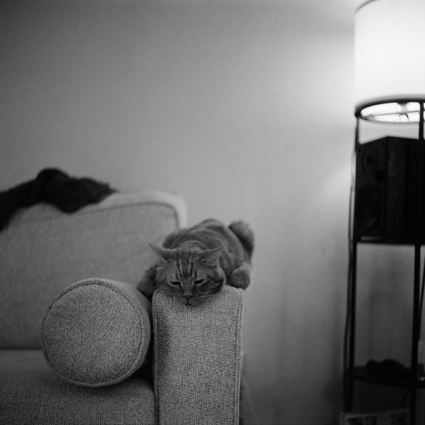 A cat is lounging on the armrest of a sofa next to a floor lamp.