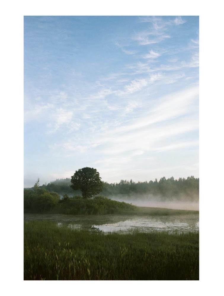 A lone tree stands on a small hill next to a misty body of water with tall grass in the foreground and a forest in the background under a blue sky with wispy clouds.