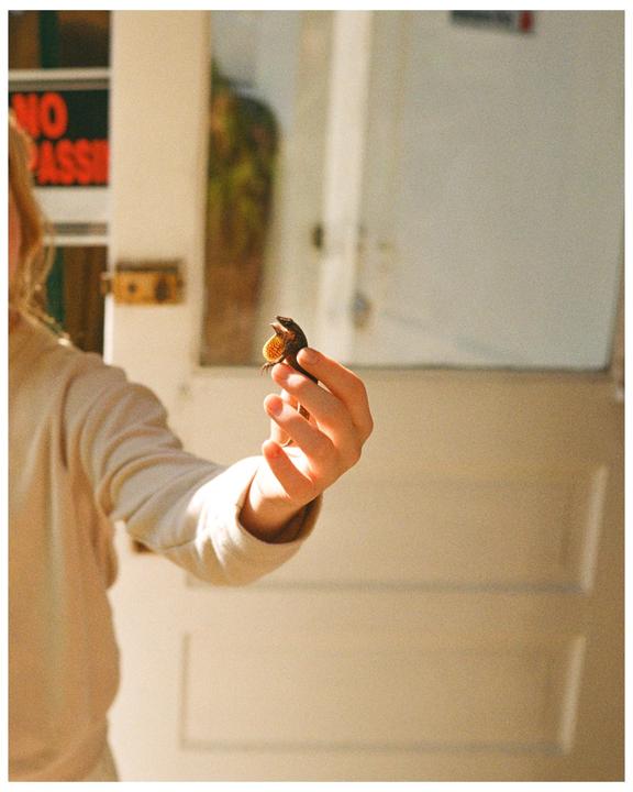 A person holds a small lizard with an orange dewlap in their hand.