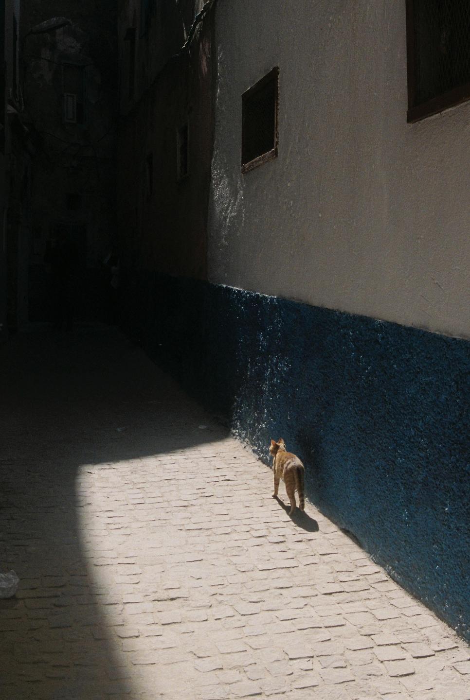 A cat walks down a narrow alley with a blue wall on one side and a dark, shadowed area on the other.