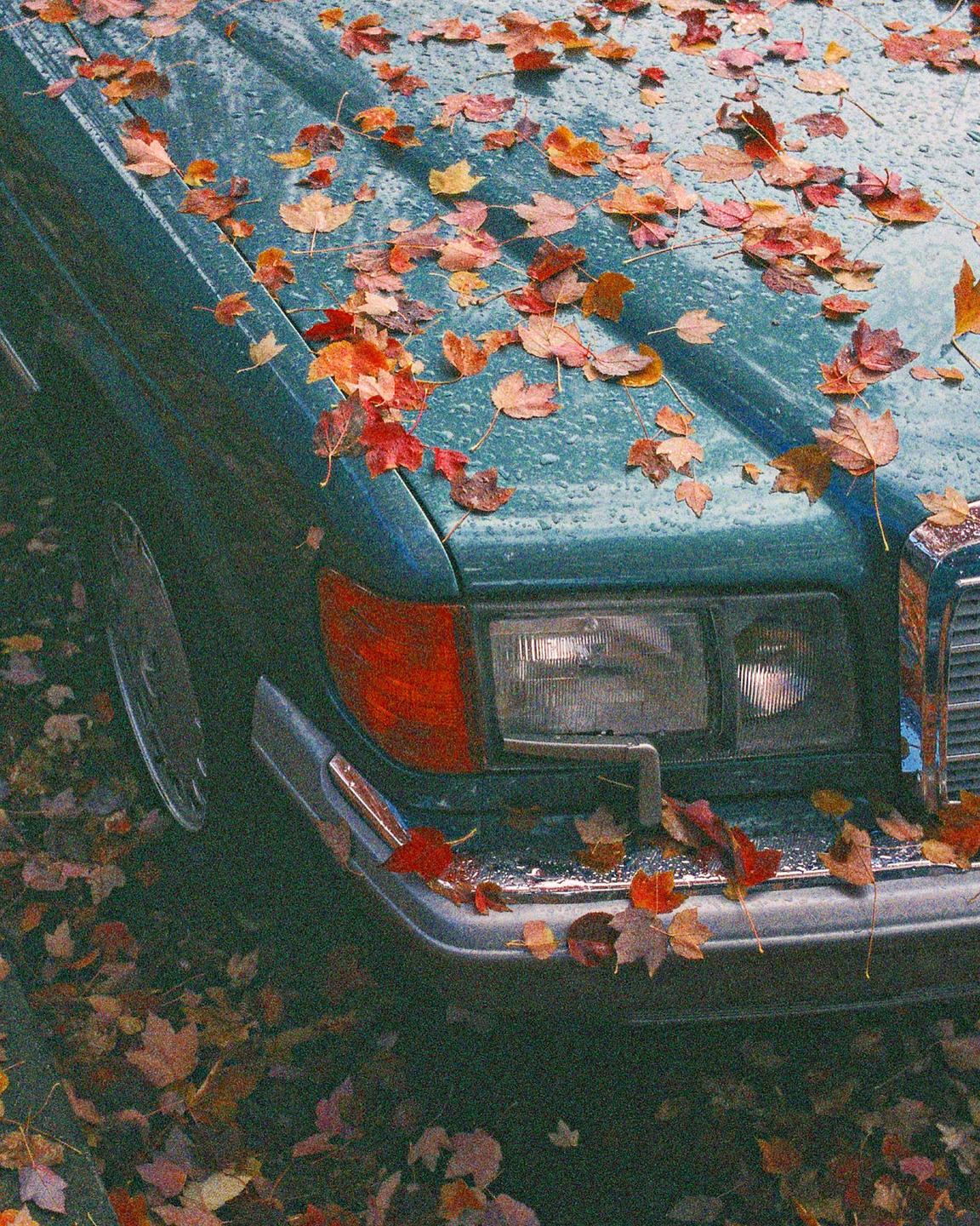 Autumn leaves cover the hood and bumper of a green car.
