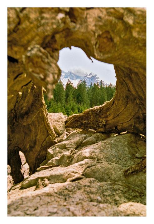 A distant glacier is visible through the remains of a weathered tree in a drying lake bed.