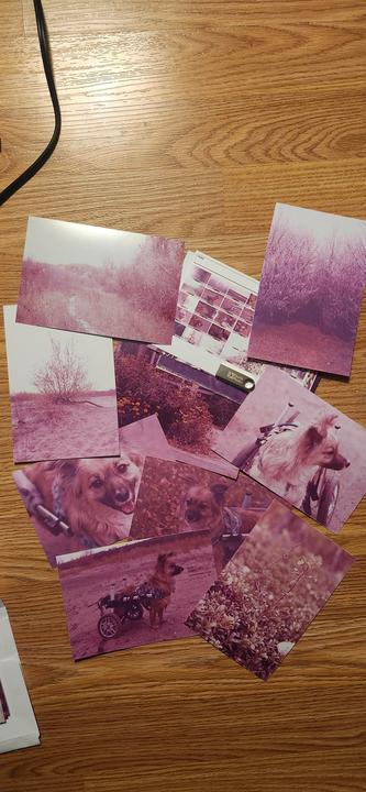 A collection of magenta-toned photographs featuring a dog in a wheelchair and various landscapes are scattered across a wooden surface.