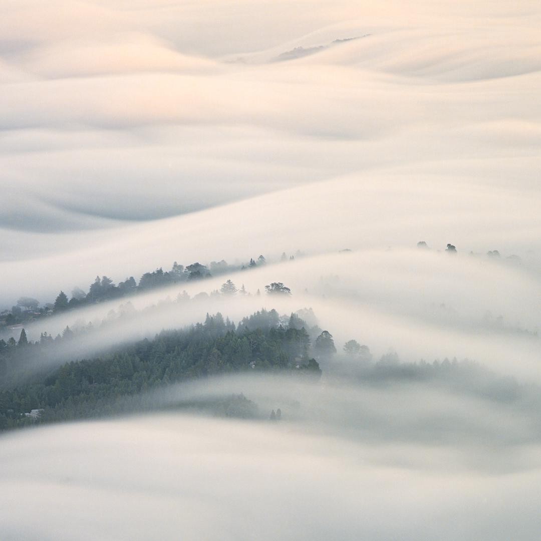 A forest is partially obscured by a thick layer of fog that fills the valleys and surrounds the treetops.