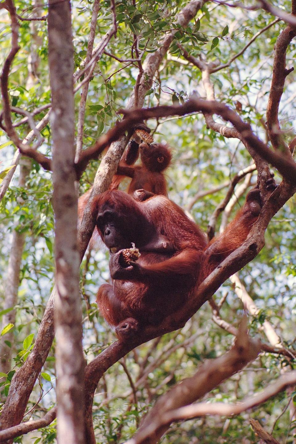 An orangutan and its baby sit in a tree and eat fruit.