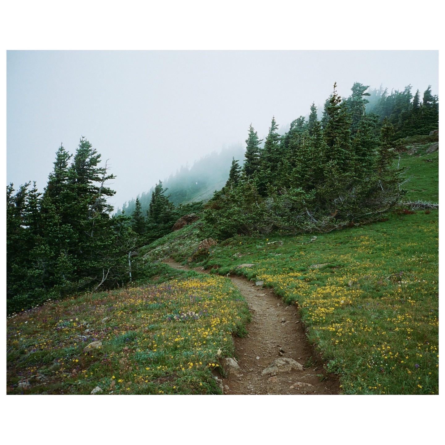 A winding dirt path leads through a field of wildflowers and evergreen trees on a foggy mountain.