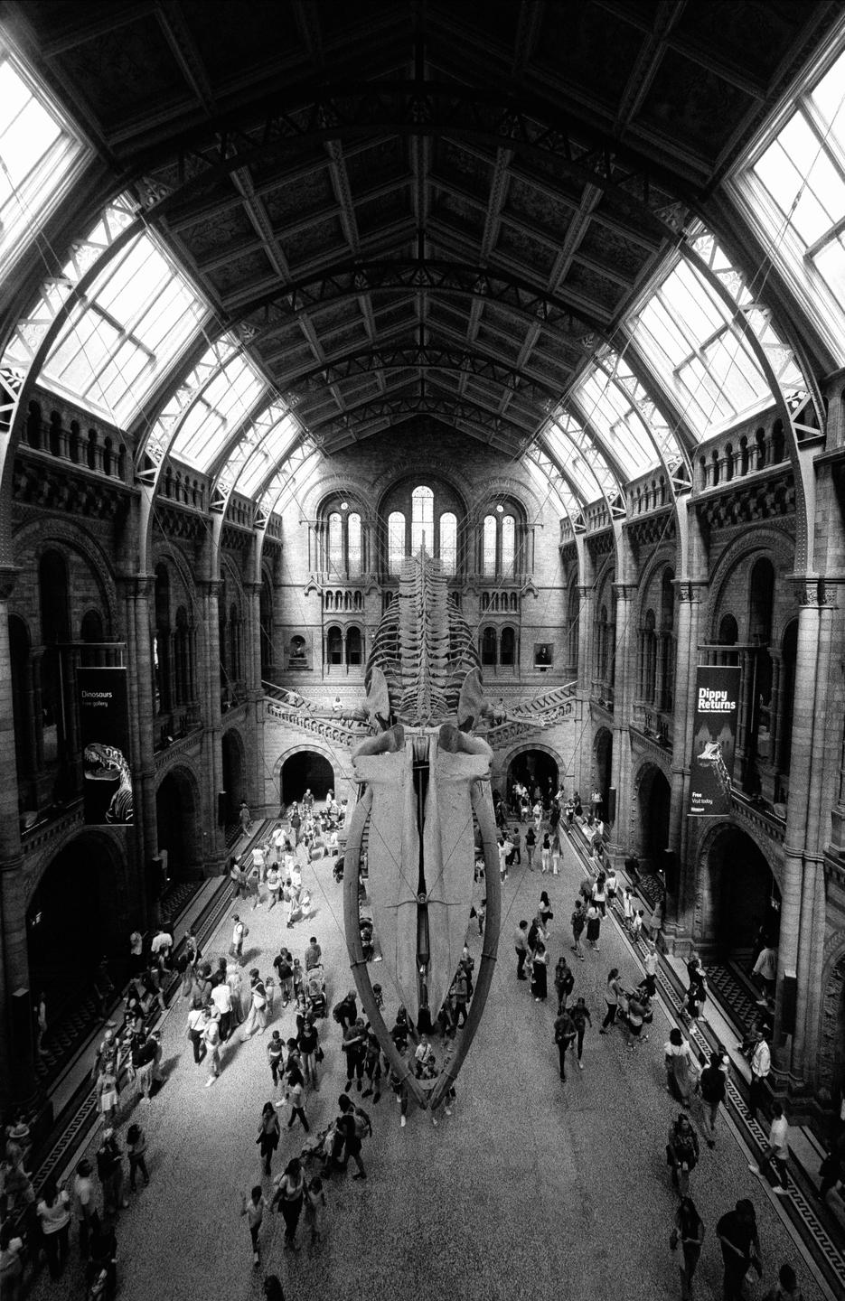 A large whale skeleton hangs from the ceiling of a grand hall filled with people.