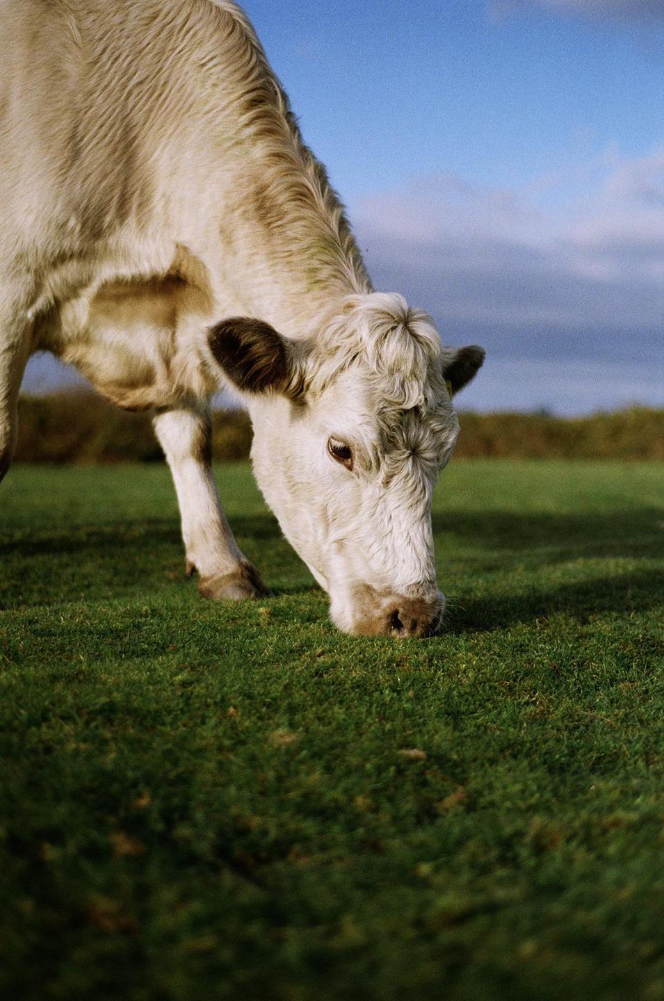 A white cow with dark ears grazes in a green field under a blue sky.