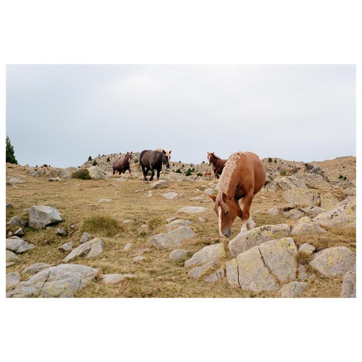 Several horses graze on a rocky, grassy hillside under an overcast sky.
