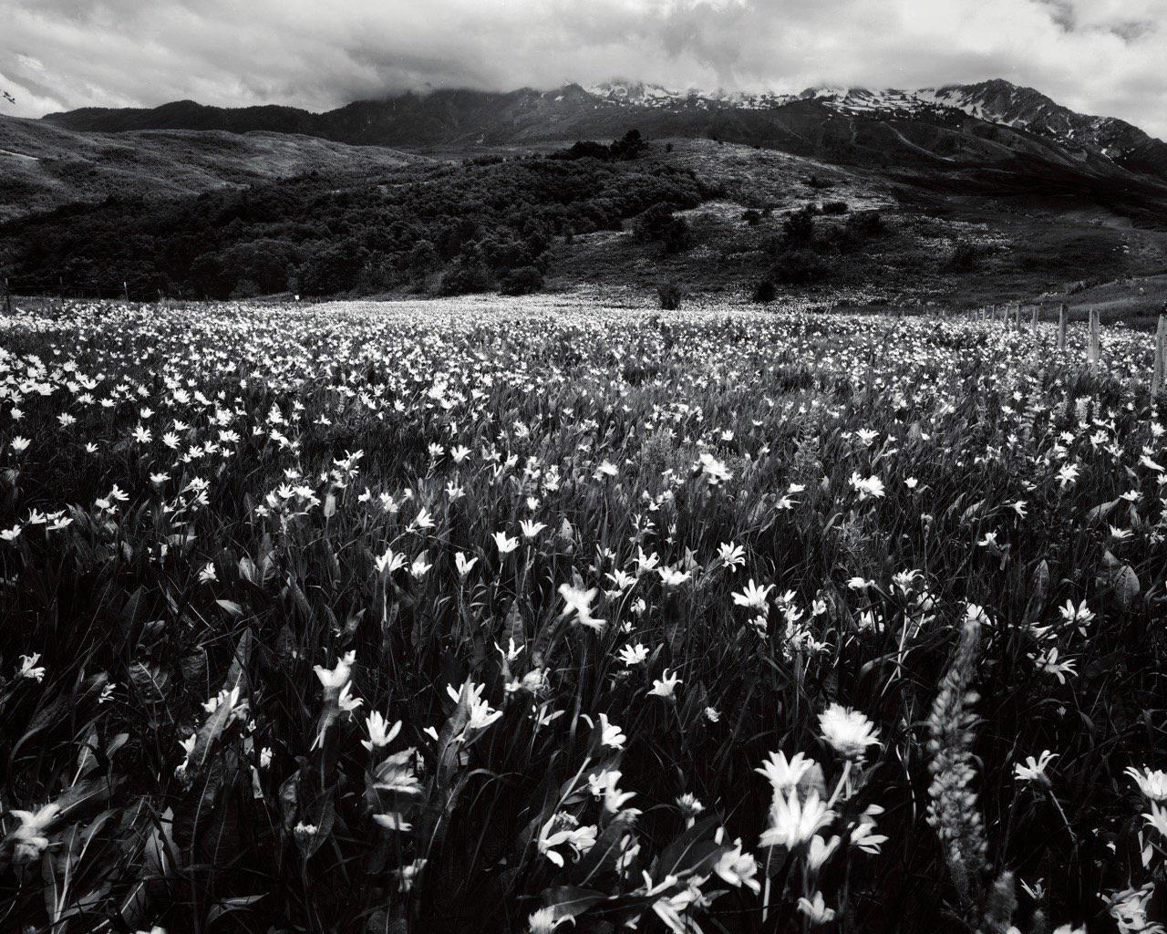 A field of flowers stretches towards mountains under a cloudy sky.