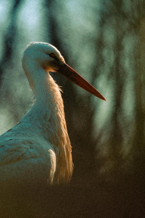 A white stork with a long orange beak is shown in profile against a dark, out-of-focus background.