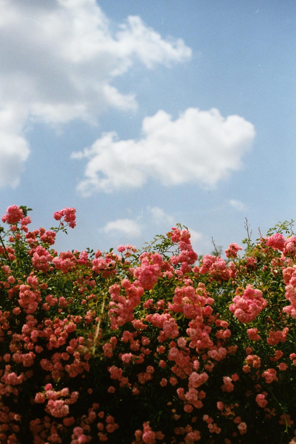 A dense bush of small pink roses fills the lower half of the frame, with a bright blue sky and white clouds above.
