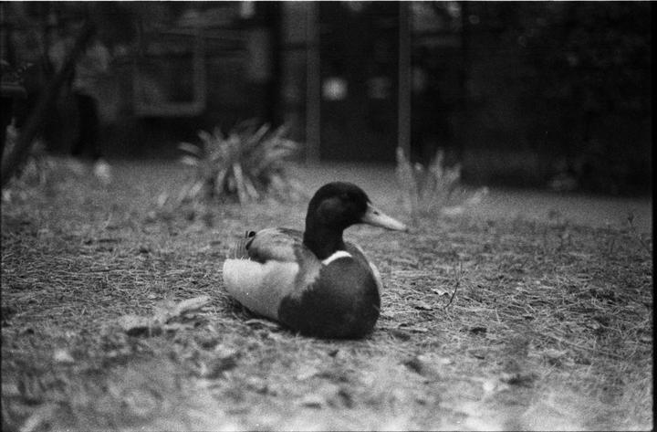 A duck is sitting on the ground in a black and white photograph.