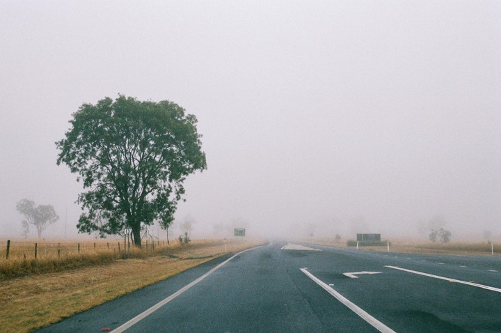 A large tree stands beside a road that disappears into thick fog.