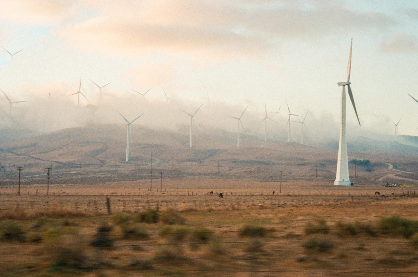 Wind turbines stand on a hazy, arid landscape with a few cows grazing in the foreground.