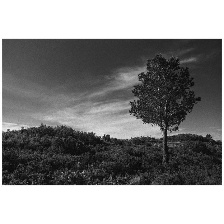 A lone tree stands on a hill covered in dense vegetation under a cloudy sky.