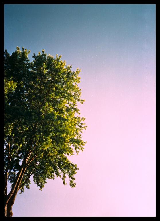 A tree with green leaves is visible against a sky that transitions from blue to pink.