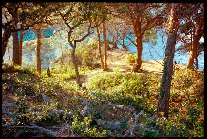 A forest of trees and bushes grows on a hill overlooking a body of water.
