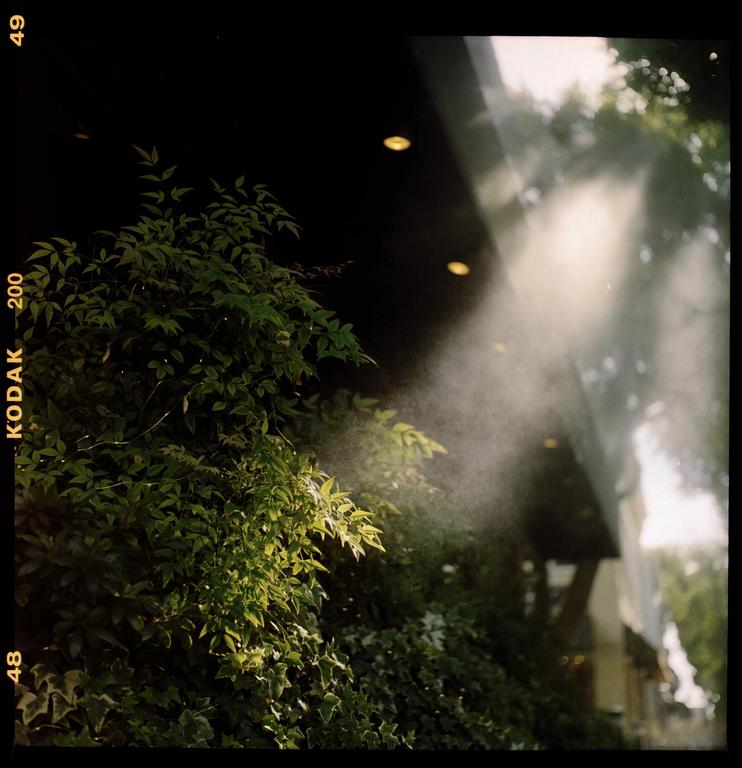 Light rays shine through mist onto green foliage in front of a dark building.