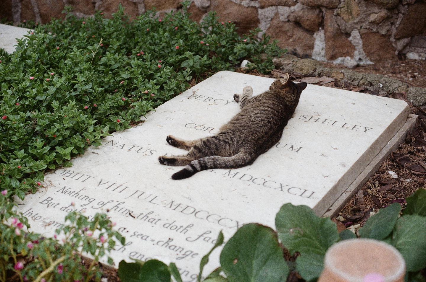 A tabby cat stretches out on a white marble tombstone with green foliage surrounding it.