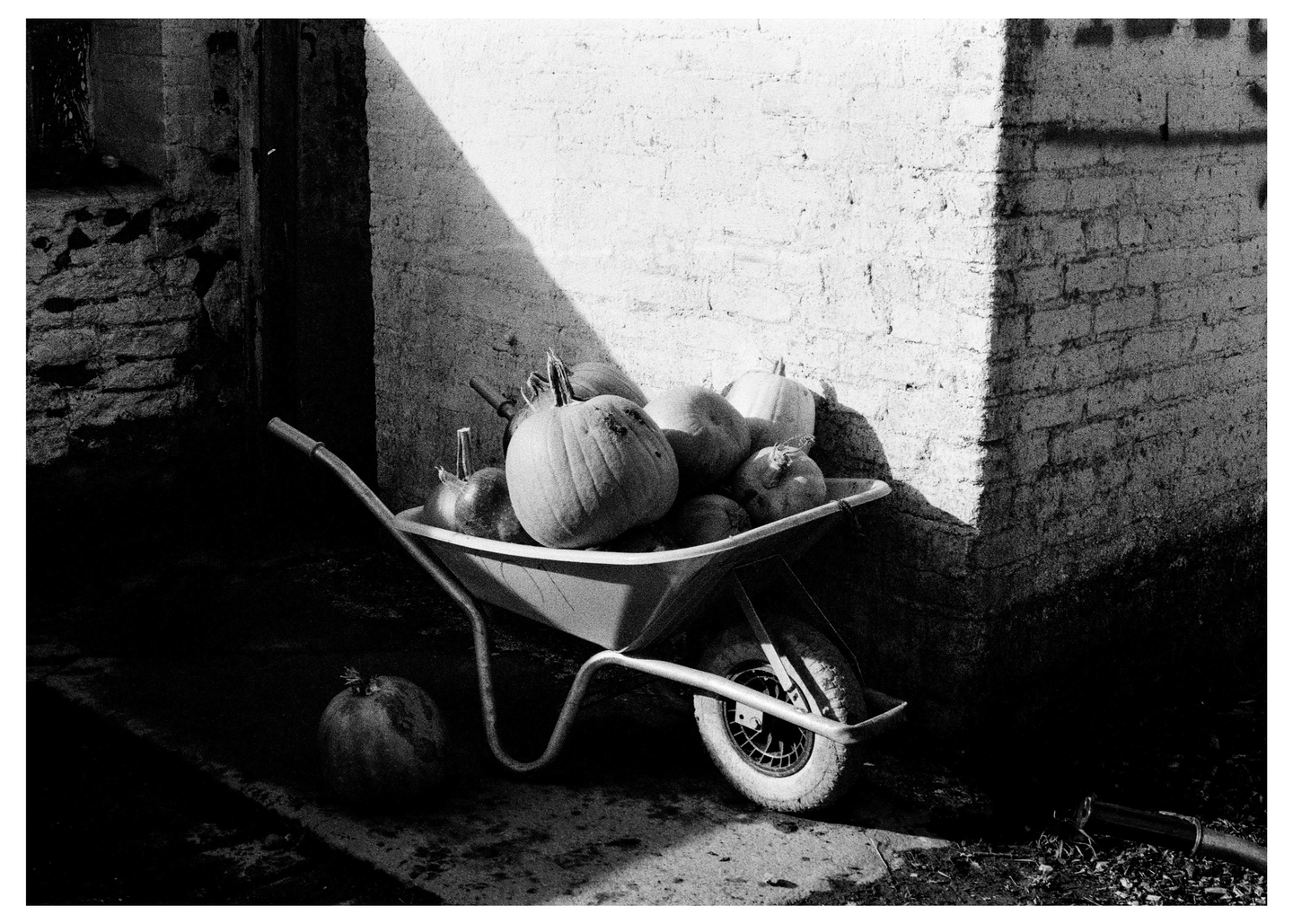 A wheelbarrow full of pumpkins sits next to a brick wall with a strong shadow.