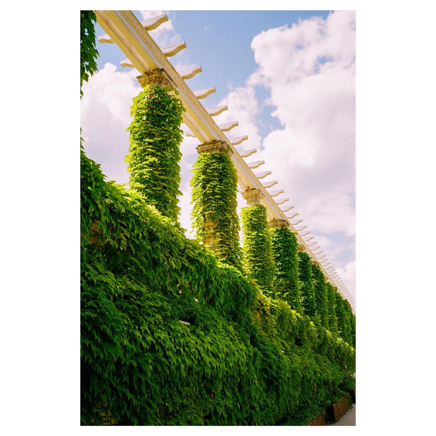 A long row of columns covered in green ivy stands under a bright sky with white clouds.