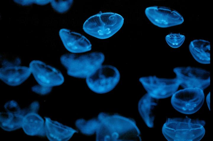 A group of translucent blue jellyfish floats in dark water.