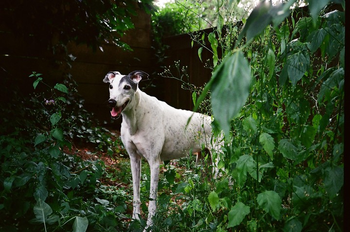 A white greyhound with black markings on its head stands among green foliage in a backyard.
